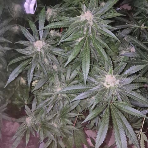 Kushi 😶‍🌫️(rest n. Teilernte/ critical kush, 9.1.24 🎁, Kümmerling) growlog timeline photo