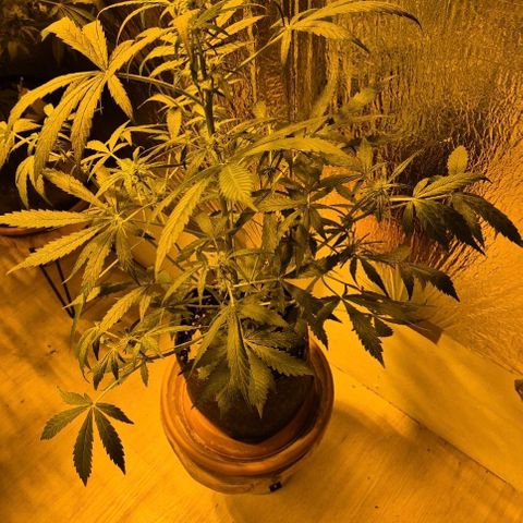 🌈 Zkittles auto🌈 growlog timeline photo