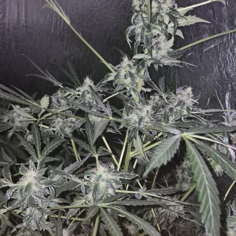 Runtzi Auto ♥️ Barney's Farm  growlog timeline photo
