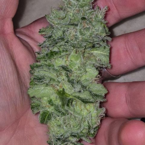 Kushi 😶‍🌫️(rest n. Teilernte/ critical kush, 9.1.24 🎁, Kümmerling) growlog photo: Mal was vorab testen.