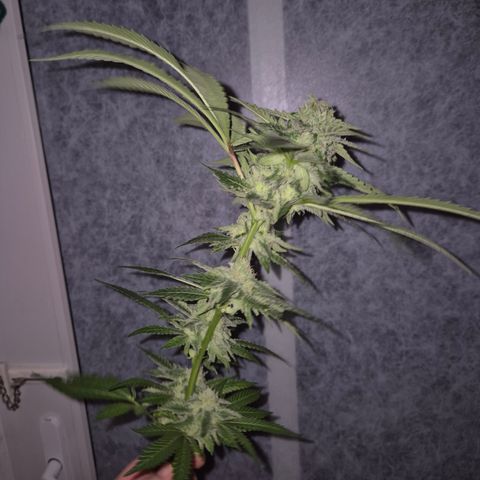 Kushi 😶‍🌫️(rest n. Teilernte/ critical kush, 9.1.24 🎁, Kümmerling) growlog photo: Mal was vorab testen.