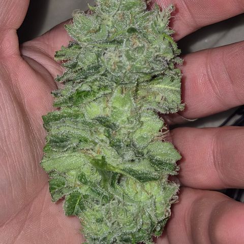 Kushi 😶‍🌫️(rest n. Teilernte/ critical kush, 9.1.24 🎁, Kümmerling) growlog photo: Mal was vorab testen.