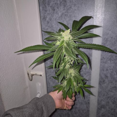 Kushi 😶‍🌫️(rest n. Teilernte/ critical kush, 9.1.24 🎁, Kümmerling) growlog photo: Mal was vorab testen.