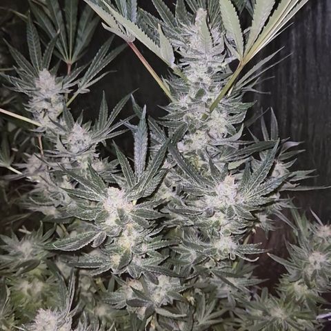 Kushi 😶‍🌫️(rest n. Teilernte/ critical kush, 9.1.24 🎁, Kümmerling) growlog timeline photo