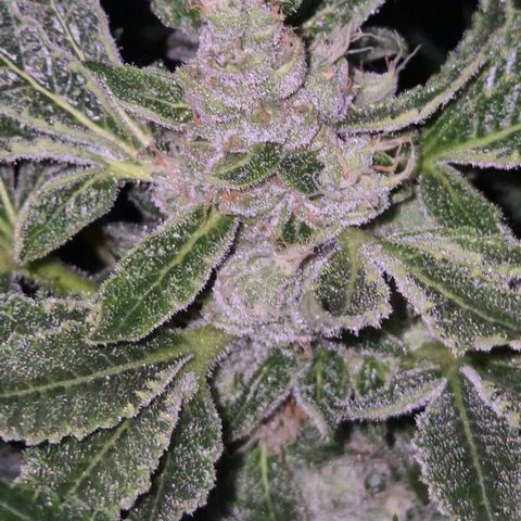 Kushi 😶‍🌫️(rest n. Teilernte/ critical kush, 9.1.24 🎁, Kümmerling) growlog timeline photo