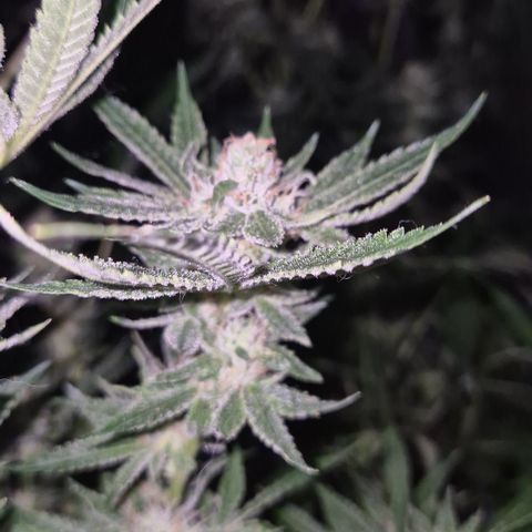 Kushi 😶‍🌫️(rest n. Teilernte/ critical kush, 9.1.24 🎁, Kümmerling) growlog timeline photo
