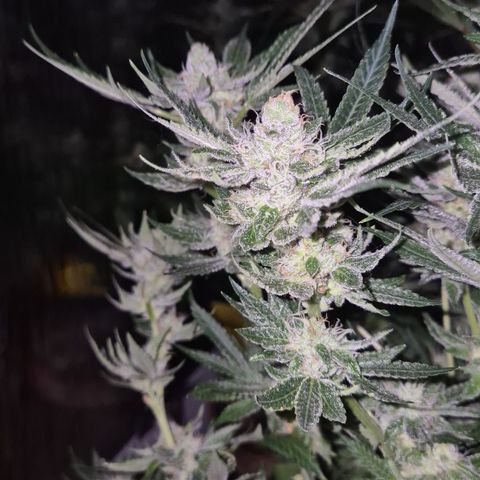 Kushi 😶‍🌫️(rest n. Teilernte/ critical kush, 9.1.24 🎁, Kümmerling) growlog timeline photo