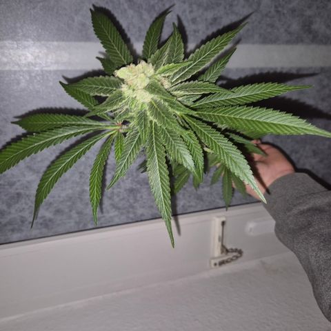 Kushi 😶‍🌫️(rest n. Teilernte/ critical kush, 9.1.24 🎁, Kümmerling) growlog timeline photo