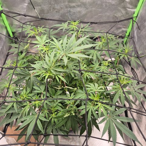 Mimosa evo Photo ♥️ Barney's Farm  growlog timeline photo