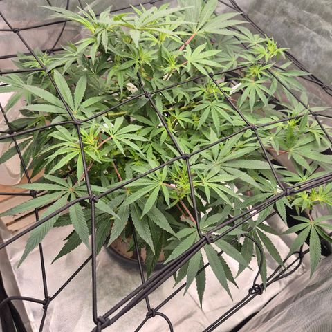 Mimosa evo Photo ♥️ Barney's Farm  growlog timeline photo