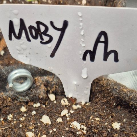 Moby Dick 1 growlog timeline photo