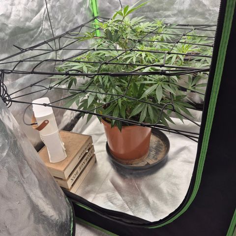Mimosa evo Photo ♥️ Barney's Farm  growlog timeline photo