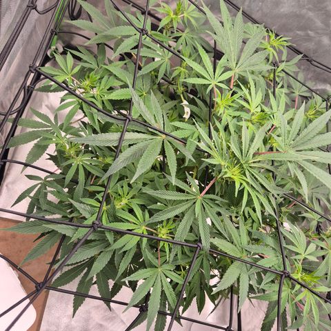 Mimosa evo Photo ♥️ Barney's Farm  growlog timeline photo