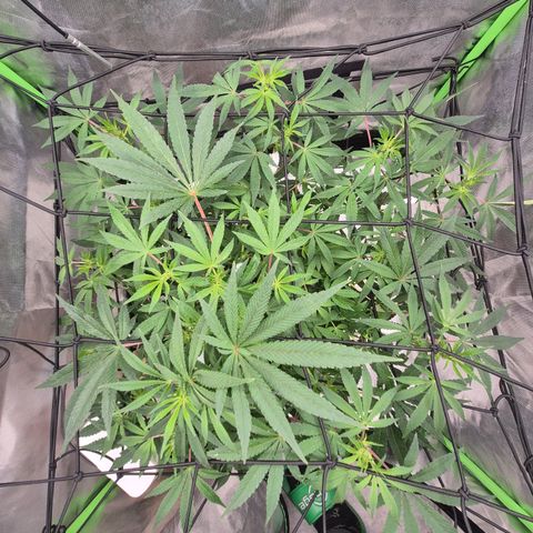 Mimosa evo Photo ♥️ Barney's Farm  growlog timeline photo