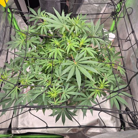 Mimosa evo Photo ♥️ Barney's Farm  growlog timeline photo