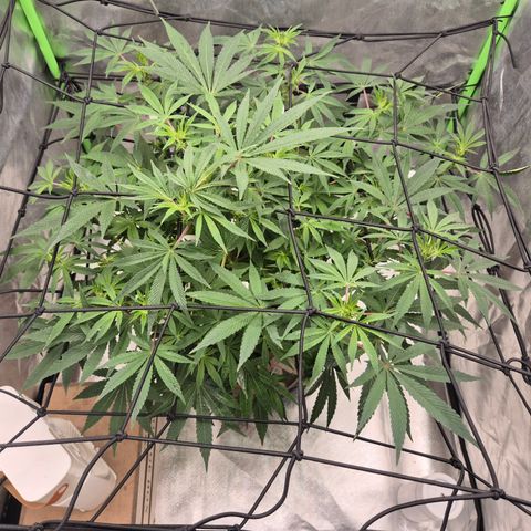 Mimosa evo Photo ♥️ Barney's Farm  growlog timeline photo