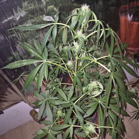 🌈 Zkittles auto🌈 growlog timeline photo