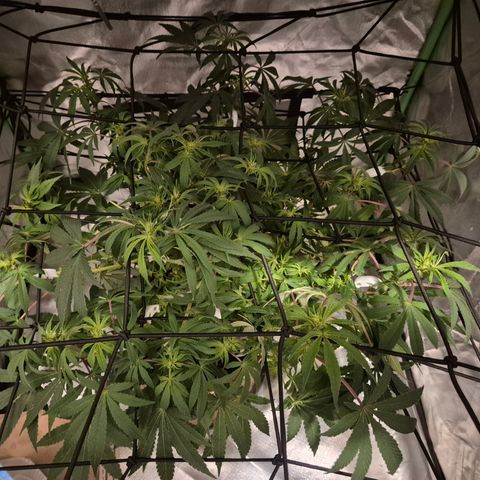 Mimosa evo Photo ♥️ Barney's Farm  growlog timeline photo