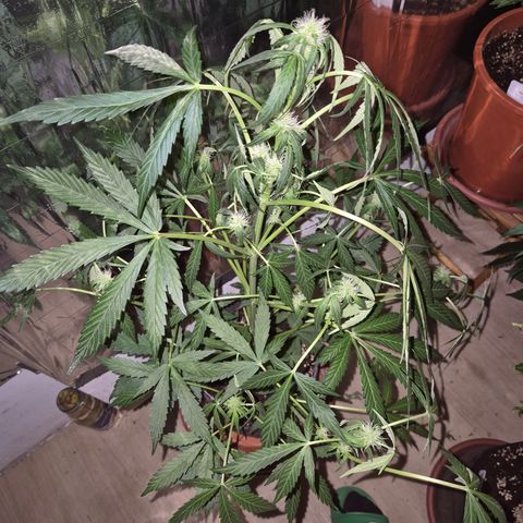 🌈 Zkittles auto🌈 growlog photo: Vom selben breeder wie das andere komische ding