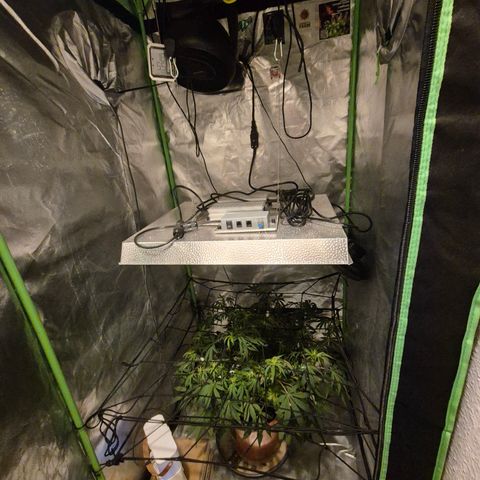Mimosa evo Photo ♥️ Barney's Farm  growlog timeline photo