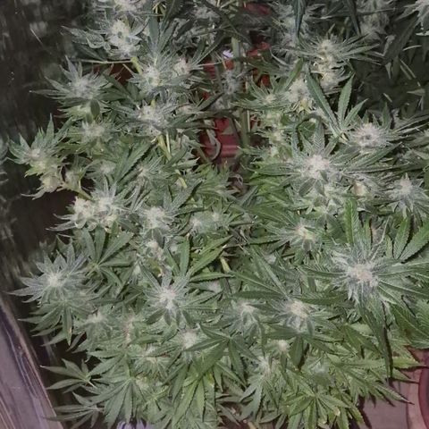 Karli - SHISKABERRY (auto) growlog timeline photo