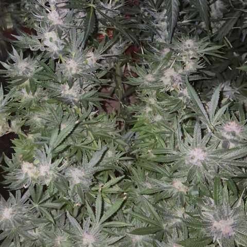 Karli - SHISKABERRY (auto) growlog timeline photo