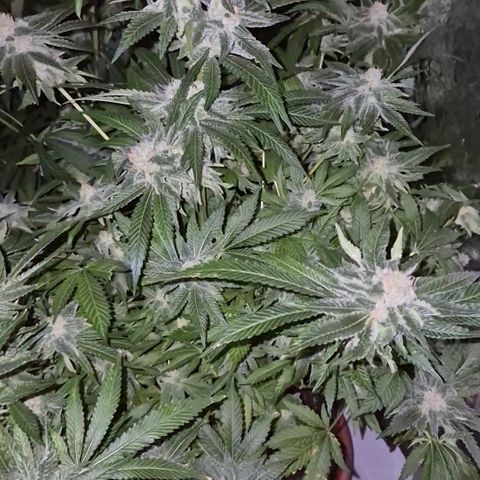 Kushi 😶‍🌫️(rest n. Teilernte/ critical kush, 9.1.24 🎁, Kümmerling) growlog timeline photo
