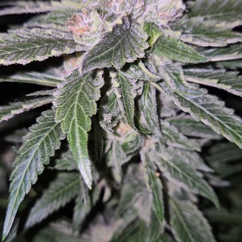 Kushi 😶‍🌫️(rest n. Teilernte/ critical kush, 9.1.24 🎁, Kümmerling) growlog timeline photo