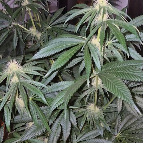 🍍Anna  #1 amnesia lemon  growlog timeline photo