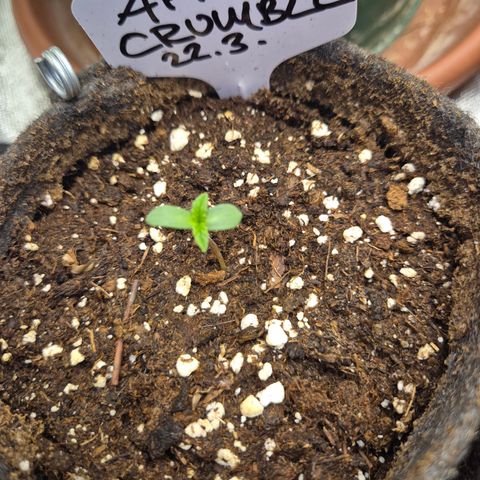 Apple crumble Ben growlog timeline photo