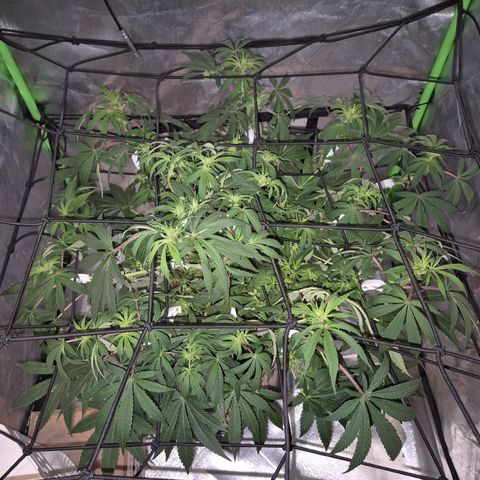 Mimosa evo Photo ♥️ Barney's Farm  growlog timeline photo