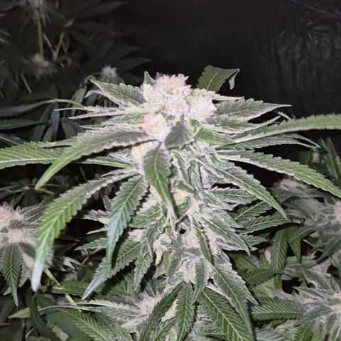 Kushi 😶‍🌫️(rest n. Teilernte/ critical kush, 9.1.24 🎁, Kümmerling) growlog timeline photo