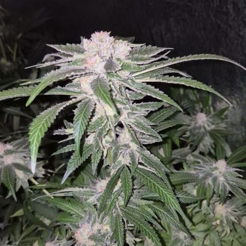 Kushi 😶‍🌫️(rest n. Teilernte/ critical kush, 9.1.24 🎁, Kümmerling) growlog timeline photo