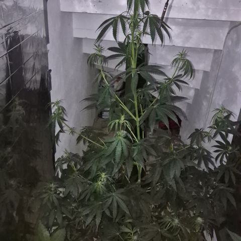 🌅Sherbi photo, blue sunset sherbert, Barneys farm  growlog timeline photo