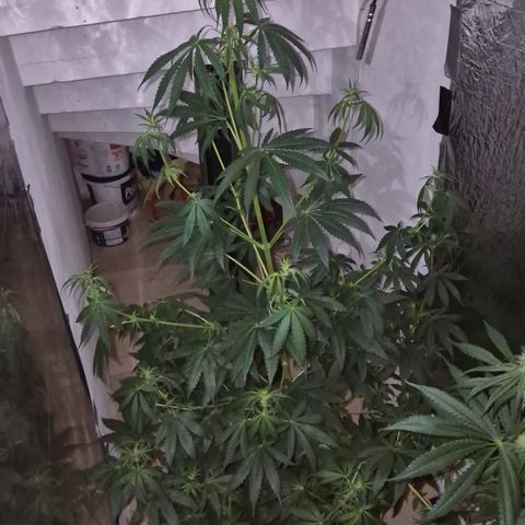 🌅Sherbi photo, blue sunset sherbert, Barneys farm  growlog timeline photo