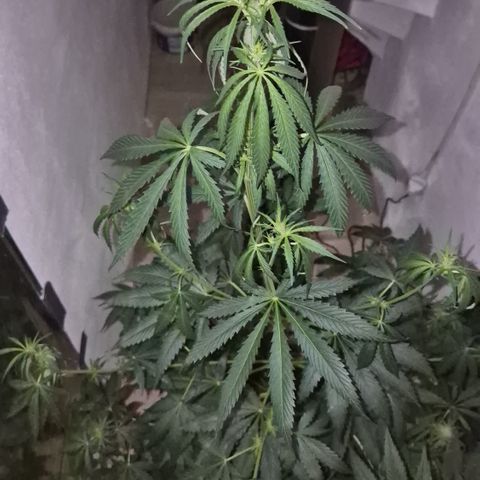 🌅Sherbi photo, blue sunset sherbert, Barneys farm  growlog timeline photo