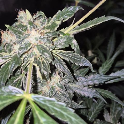 Runtzi Auto ♥️ Barney's Farm  growlog timeline photo