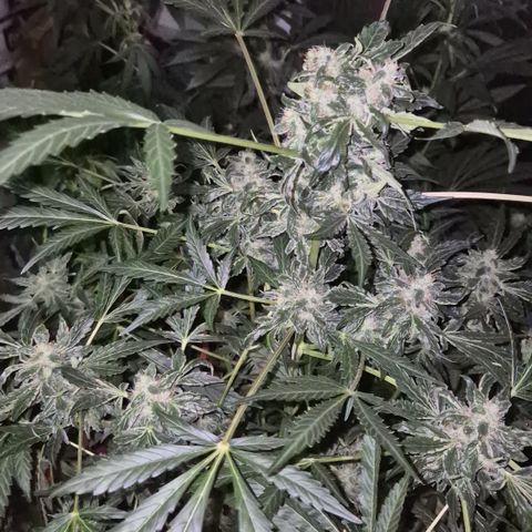 Runtzi Auto ♥️ Barney's Farm  growlog timeline photo