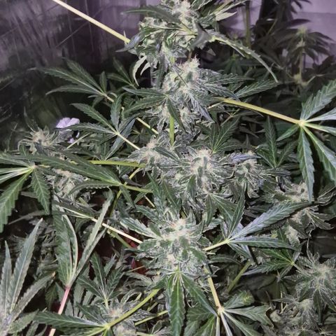 Runtzi Auto ♥️ Barney's Farm  growlog timeline photo