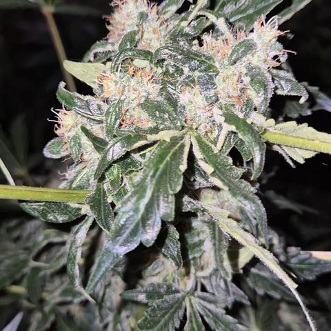 Runtzi Auto ♥️ Barney's Farm  growlog timeline photo