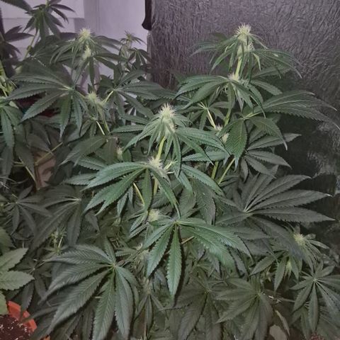 🍍Anna  #1 amnesia lemon  growlog timeline photo