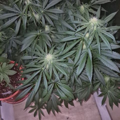 🍍Anna  #1 amnesia lemon  growlog timeline photo