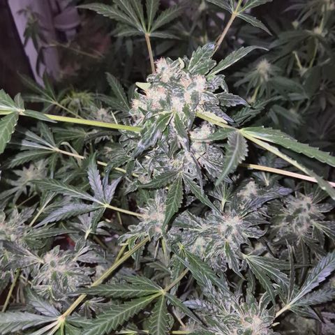 Runtzi Auto ♥️ Barney's Farm  growlog timeline photo