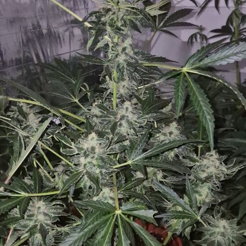 Runtzi Auto ♥️ Barney's Farm  growlog timeline photo