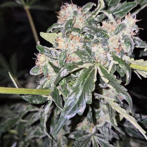 Runtzi Auto ♥️ Barney's Farm  growlog timeline photo