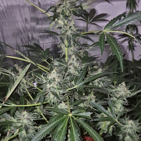 Runtzi Auto ♥️ Barney's Farm  growlog timeline photo