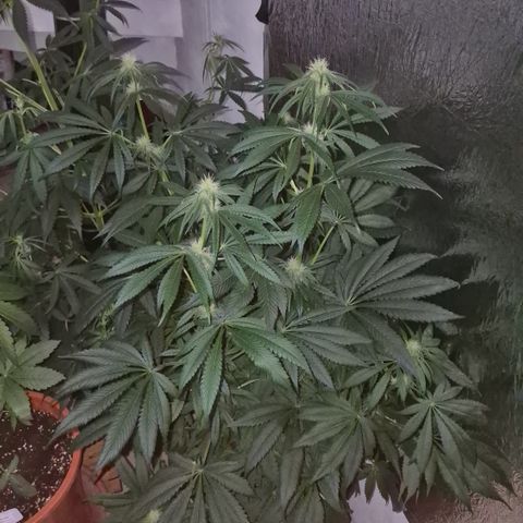 🍍Anna  #1 amnesia lemon  growlog timeline photo