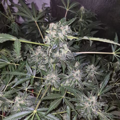 Runtzi Auto ♥️ Barney's Farm  growlog timeline photo