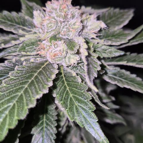 Kushi 😶‍🌫️(rest n. Teilernte/ critical kush, 9.1.24 🎁, Kümmerling) growlog timeline photo