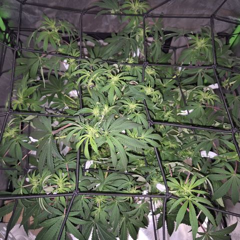 Mimosa evo Photo ♥️ Barney's Farm  growlog timeline photo